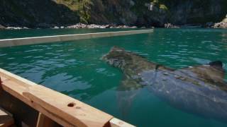 Basking Shark Habitat and Distribution [upl. by Airdnala]