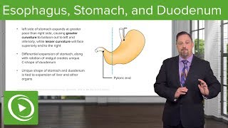 Foregut Development Esophagus amp Stomach – Embryology  Lecturio [upl. by Euqimod988]