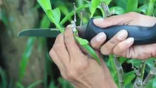 HOW TO PROPAGATE  DENDROBIUM NOBILES [upl. by Arykahs]