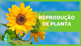 REPRODUÇÃO das PLANTAS 🌱 Sexuada Assexuada com e sem flores [upl. by Asseneg13]