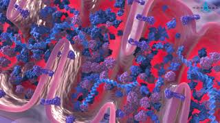 Krebs cycle 3D medical animation [upl. by Aynosal]