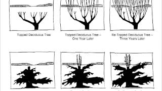 Tree Pruning Chapter 1 [upl. by Dupaix]