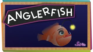 All About Anglerfish [upl. by Okimuy558]