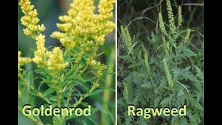 Goldenrod Vs Ragweed  Whats the difference [upl. by Philomena548]