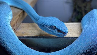 BLUE VIPERS 2  ELECTRIC BOOGALOO [upl. by Annecorinne]