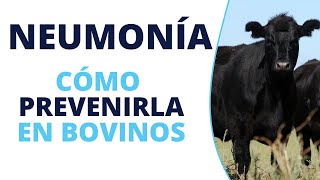 Cómo prevenir la neumonía en bovinos [upl. by Aehc]