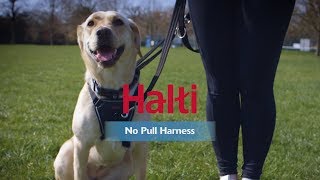 Halti No Pull Harness  How to fit and use [upl. by Joappa]