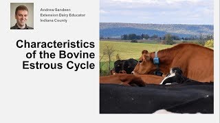 Characteristics of the Bovine Estrous Cycle [upl. by Mavis663]