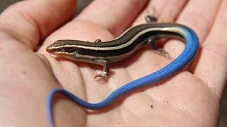 Juvenile Bluetailed Western Skink  Reptiles of BC [upl. by Notlef]