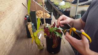 The Ultimate Nepenthes Cutting Guide [upl. by Rufena]