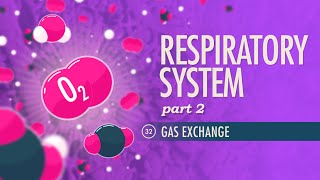 Respiratory System Part 2 Crash Course Anatomy amp Physiology 32 [upl. by Coughlin]