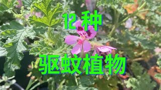 12种常见的驱蚊植物（12 plants repel mosquitos [upl. by Anertal467]