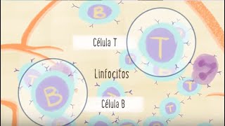 Entender el Sistema Inmunitario Understanding the Immune System [upl. by Raynata813]