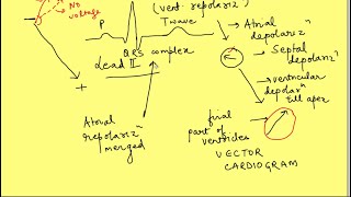 Understanding electrocardiogram ECG physiology  Cardiovascular system [upl. by Verger73]