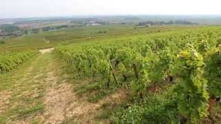 Discover The Red Wines of Burgundy [upl. by Lytsirhc]