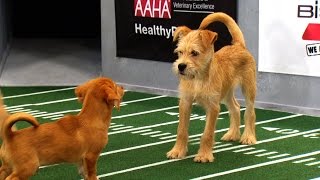 UnFURgettable Plays  Puppy Bowl [upl. by Anikas436]