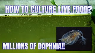 How to Culture Daphnia Secret Method to Breed MILLIONS  Simply Aquatic [upl. by Diao]