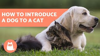 How to Introduce a Dog to a Cat  In 5 Easy Steps [upl. by Ennayelhsa304]