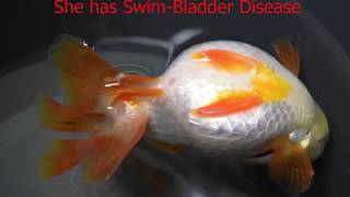 Swim Bladder Disease in Goldfish [upl. by Chambers]