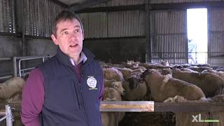 Pasteurella Pneumonia and Clostridial Disease  XLVets Sheep Roadshow 2020 [upl. by Lewej]