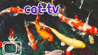 CATTV  Boredom Blasting Fish Videos for Cats [upl. by Paulita]