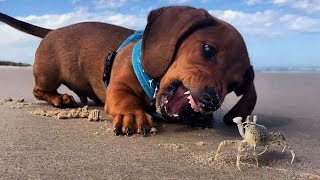 Funniest amp Cutest Dachshund Puppies 3 [upl. by Leslie809]