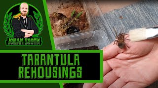 Tarantula Rehousing Juvenile amp slings [upl. by Paradies61]