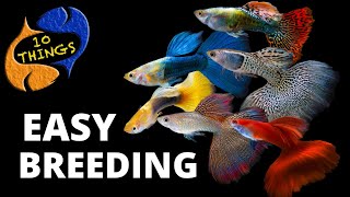 Top 10 Easiest Fish To Breed in a HOME Aquarium [upl. by Aliehc]