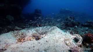 Convict blenny juveniles swimming back into the burrow [upl. by Lukasz704]