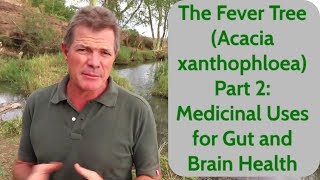 The Fever Tree Acacia xanthophloea Part 2 Medicinal Uses for Gut and Brain Health [upl. by Brnaby401]