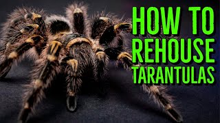 How To Rehouse a Tarantula  Terrestrial Species [upl. by Kreda]