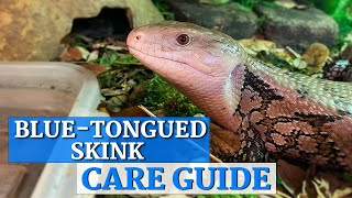 Blue Tongue Skink InDepth Care Guide [upl. by Meenen]