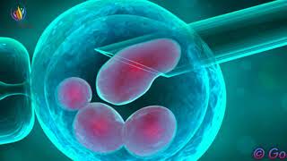 Adult Stem Cells Regeneration Frequency AntiAging amp Regenerate Cells [upl. by Amyas471]