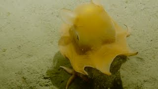 Adorable Flapjack Octopus  Nautilus Live [upl. by Bannon]