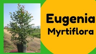 Árbol Eugenia Myrtiflora [upl. by Ashton]