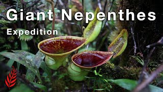 Giant Nepenthes Expedition [upl. by Eceinart]