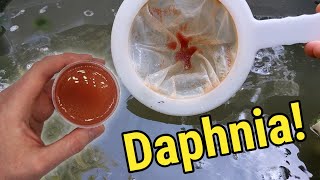 How I Culture Daphnia In Outdoor Tubs [upl. by Dranyar222]