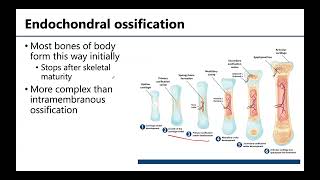 MSK1 Bone Formation Growth amp Remodeling [upl. by Geiss]