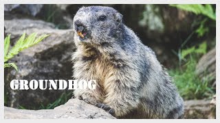 Groundhog screaming  Woodchuck call  Groundhog sound  Whistlepig [upl. by Deeanne]