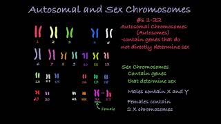 Reading Karyotypes [upl. by Oneladgam]