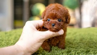 10 Dog Breeds That Have The Cutest Puppies [upl. by Lah]