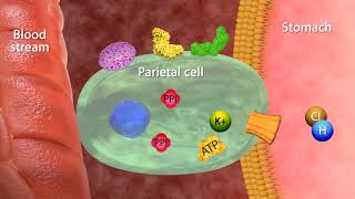 Mechanism of Action Proton Pumps Inhibitors [upl. by Gisser]