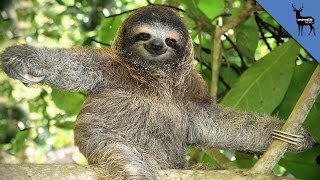 8 Reasons To Love Sloths Even More [upl. by Daron]