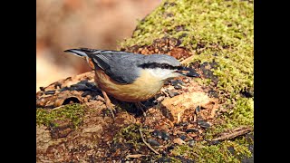 Birdwatching in Kent with the RSPB Thanet local group [upl. by Neddie35]