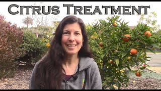 How to Fix Most Citrus Tree Problems  Our Signature Citrus Treatment [upl. by Forward]