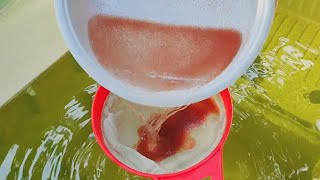 How to culture daphnia  Daphnia culture  How to grow daphnia outdoor [upl. by Annotahs]