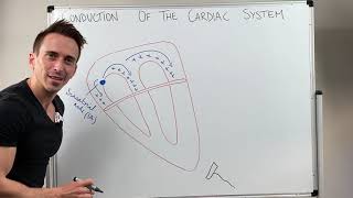 Heart Conduction amp ECG EKG Interpretation [upl. by Stannfield]