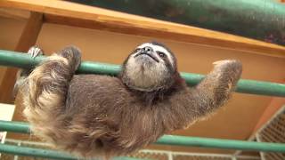 Baby Sloth learns to climb [upl. by Tamis]