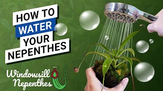 💦 How To Water Your Nepenthes Dont kill Your Plant by Roots Rot  Nepenthes care routine [upl. by Aria]