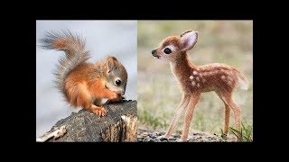 Süße Tierbabys Videos Zusammenstellung  süßer Moment der Tiere 🐤 5 [upl. by Mehalek]